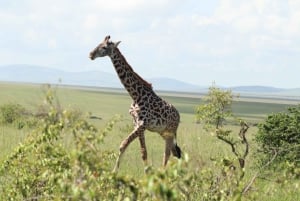 Nairobi to Maasai Mara Daytrip - AW