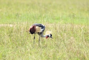 Nairobi to Maasai Mara Daytrip - AW