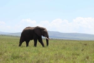 Nairobi to Maasai Mara Daytrip - AW