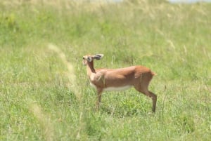 Nairobi to Maasai Mara Daytrip - AW