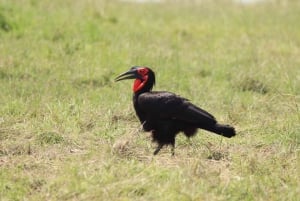 Nairobi to Maasai Mara Daytrip - AW