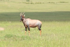 Nairobi to Maasai Mara Daytrip - AW