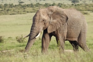 Nairobi to Maasai Mara Daytrip - AW