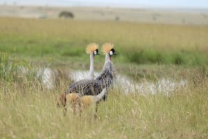 Nairobi to Maasai Mara Daytrip - AW