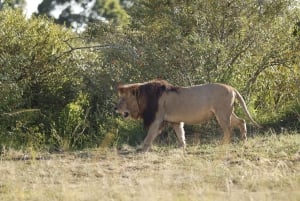 Nairobi to Maasai Mara Daytrip - AW