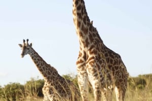 Nairobi to Maasai Mara Daytrip - AW