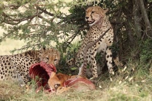 Nairobi to Maasai Mara Daytrip - AW