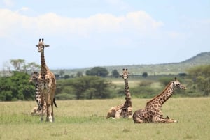 Nairobi to Maasai Mara Daytrip - AW
