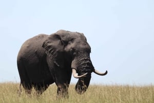 Nairobi to Maasai Mara Daytrip - AW