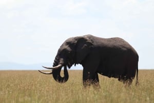 Nairobi to Maasai Mara Daytrip - AW