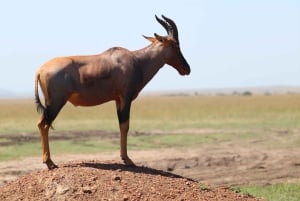 Nairobi to Maasai Mara Daytrip - AW