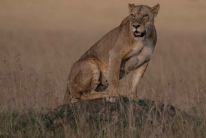 Nairobin ja Maasai Maran päiväretki – AW