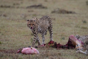 Nairobin ja Maasai Maran päiväretki – AW