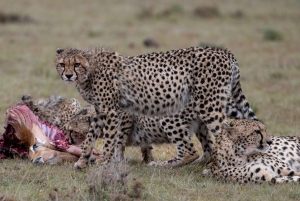 Nairobin ja Maasai Maran päiväretki – AW