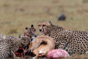 Nairobin ja Maasai Maran päiväretki – AW