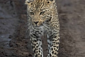 Nairobin ja Maasai Maran päiväretki – AW