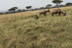 Nairobin ja Maasai Maran päiväretki – AW