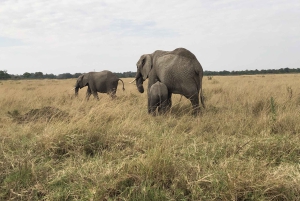 Nairobin ja Maasai Maran päiväretki – AW