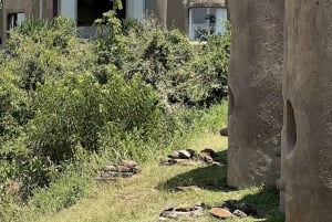 Nairobin ja Maasai Maran päiväretki – AW