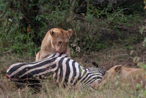 Nairobin ja Maasai Maran päiväretki – AW