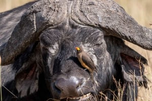 Nairobin ja Maasai Maran päiväretki – AW