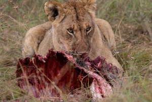 Nairobin ja Maasai Maran päiväretki – AW