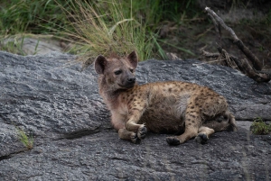 Nairobin ja Maasai Maran päiväretki – AW