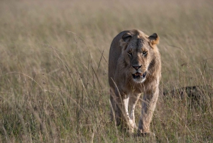 Nairobin ja Maasai Maran päiväretki – AW