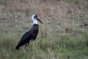 Nairobin ja Maasai Maran päiväretki – AW