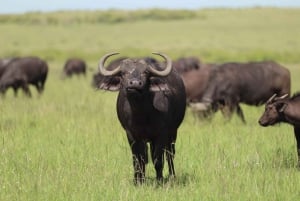 Nairobin ja Maasai Maran päiväretki – AW