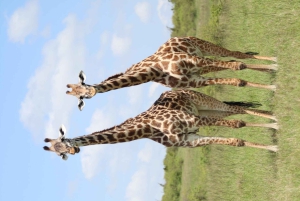 Nairobin ja Maasai Maran päiväretki – AW