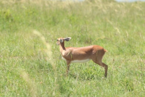 Nairobin ja Maasai Maran päiväretki – AW