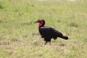 Nairobin ja Maasai Maran päiväretki – AW