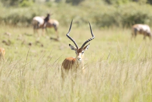 Nairobin ja Maasai Maran päiväretki – AW