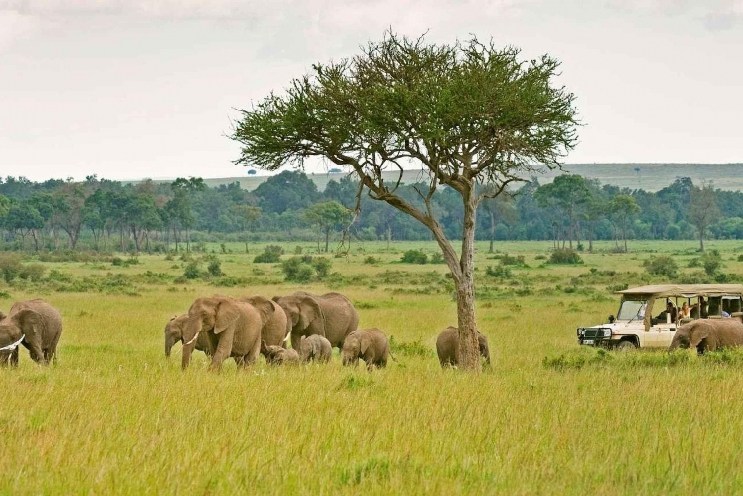 Nairobi to Masai Mara:3 days 2 nights group joining safaris
