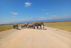 Nairobi : excursion d'une journée au parc national d'Amboseli et au village masaï