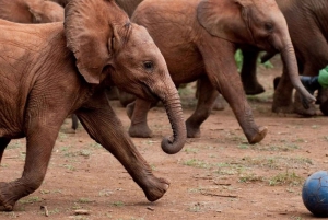 Nairobi tour to David Sheldrick wildlife trust.