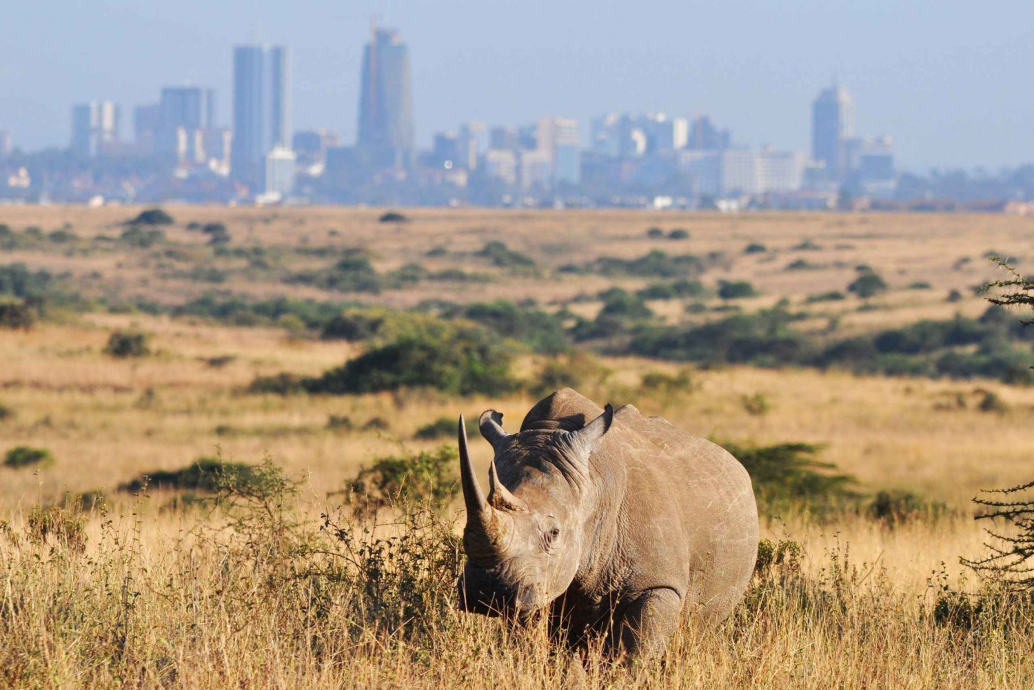 Nairobi tour to National park, elephant and giraffe center.
