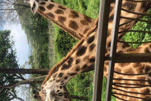 Nairobi tour to National park, elephant and giraffe center.