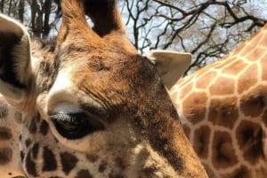 Wycieczki po Nairobi z różnymi opcjami