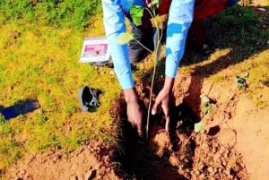Nairobi: Treplantingsopplevelse med henting på hotellet