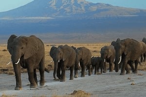 Nairobi : safari à Tsavo East, Tsavo West et Diani Beach