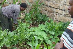 Nairobi : visite d'une ferme urbaine et cours de cuisine bio