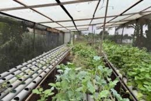 Nairobi: Urban Farming and Eco-Innovation Tour with Pickup