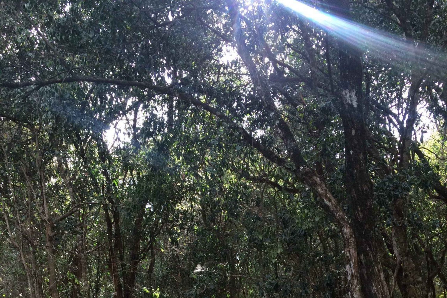 Nairobi: safari urbano con almuerzo y atardecer en la azotea