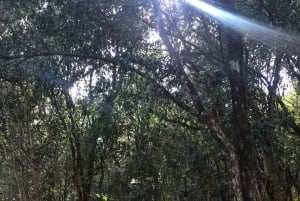 Nairobi: safari urbano con almuerzo y atardecer en la azotea