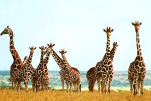 Nairobi: safari urbano con almuerzo y atardecer en la azotea