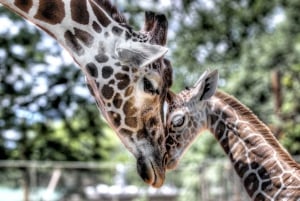 Nairobi: safari urbano con almuerzo y atardecer en la azotea