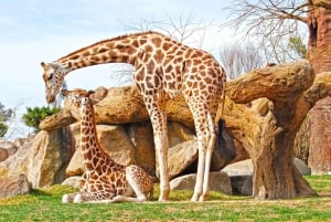 Nairobi: safari urbano con almuerzo y atardecer en la azotea