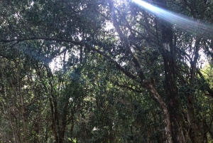 Nairobi : safari urbain avec déjeuner et apéritif sur un rooftop